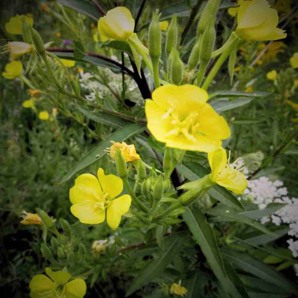 how to use evening primrose plant