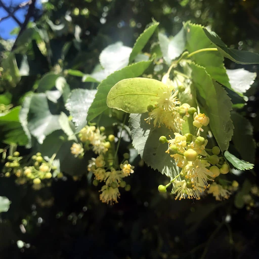 The Magic And Traditional Uses Of The Basswood Tree - The Outdoor ...