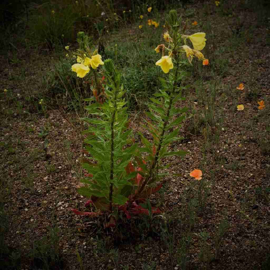 how to use evening primrose plant