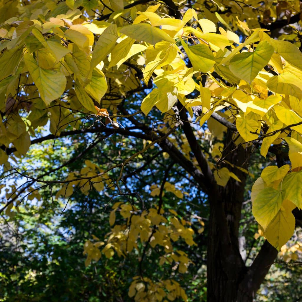 The Magic And Traditional Uses Of The Basswood Tree - The Outdoor ...