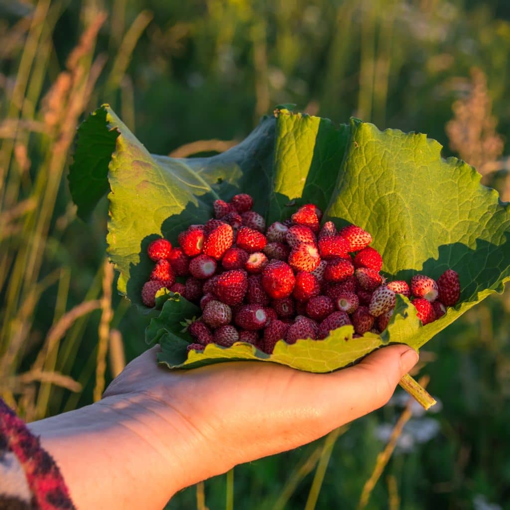 Foraging Wild Strawberries: Identification And Look-Alikes - The ...