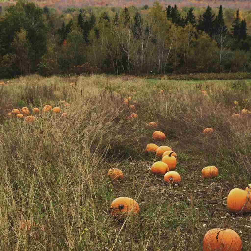 Pumpkin Crisp: A Heavenly Autumn Dessert - The Outdoor Apothecary