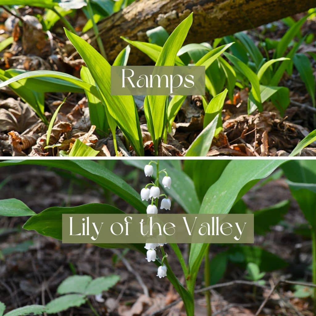 Ramps Vs Lily Of The Valley Safety Tips For Foragers The Outdoor