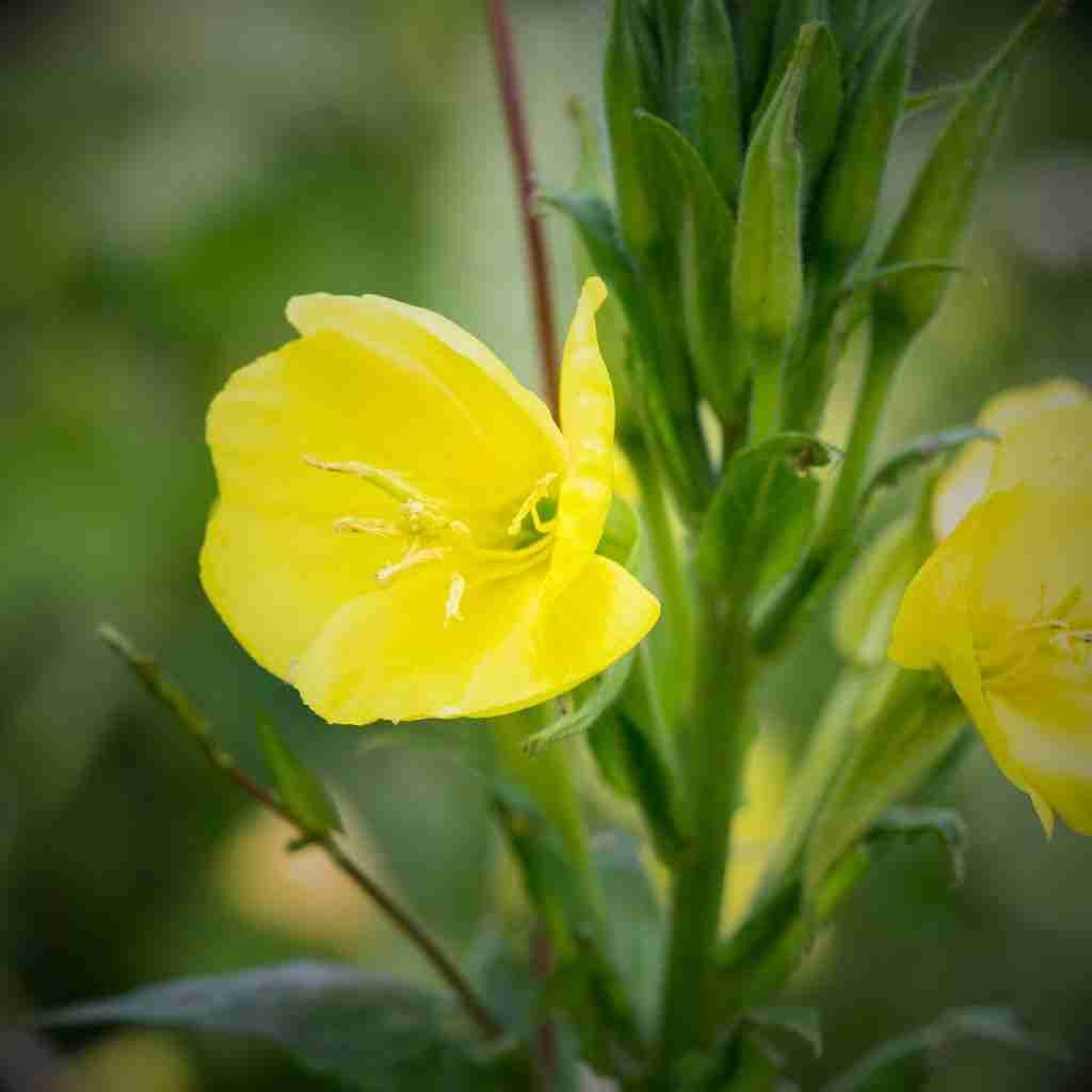 how to use evening primrose plant