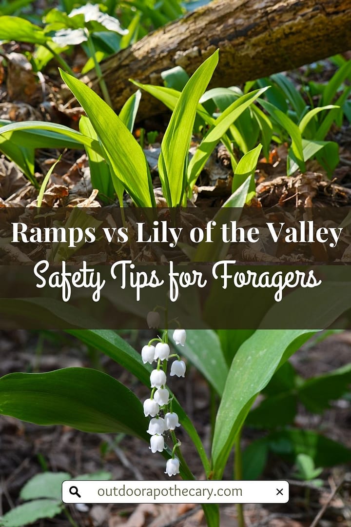 Ramps Vs Lily Of The Valley Safety Tips For Foragers The Outdoor