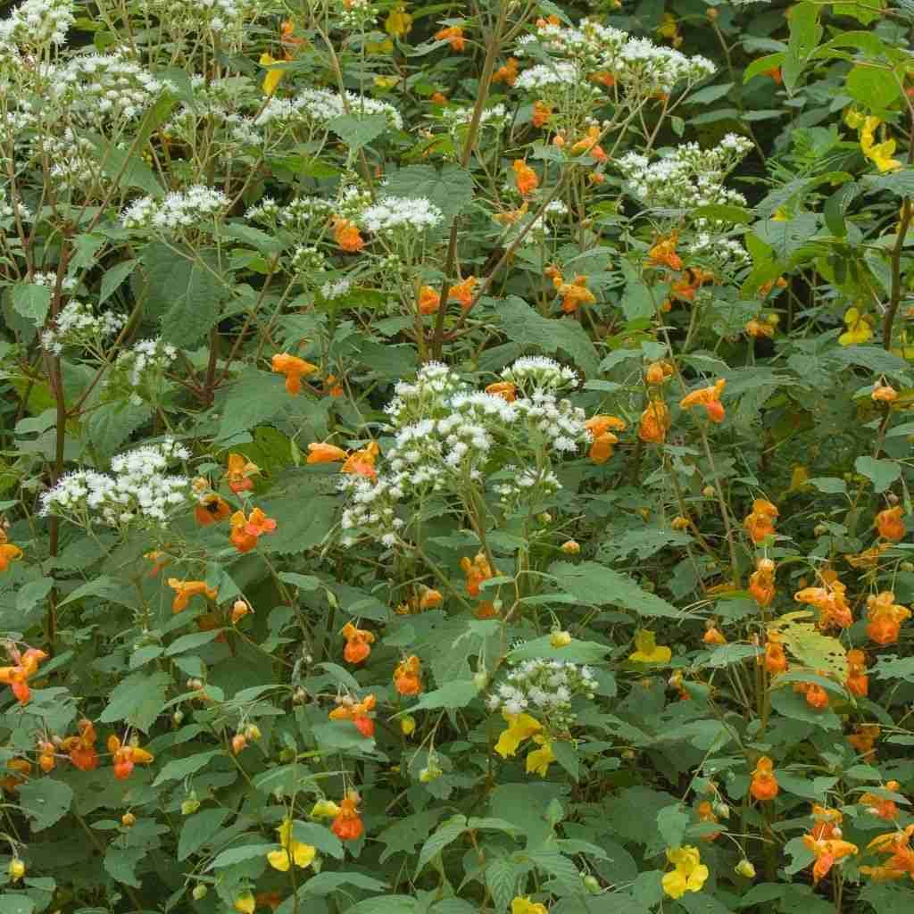 Surprising Jewelweed Plant Identification, Uses, And Benefits The