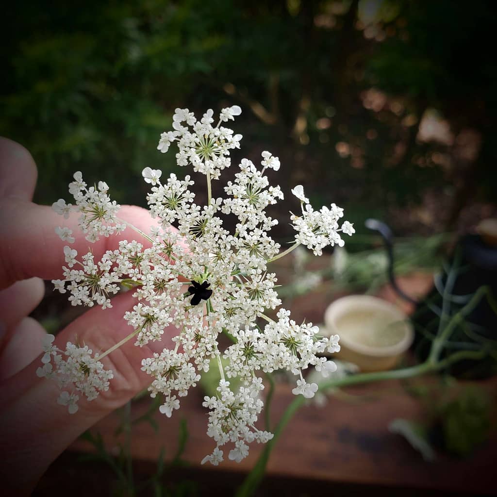 White Queen Anne's Lace Flower