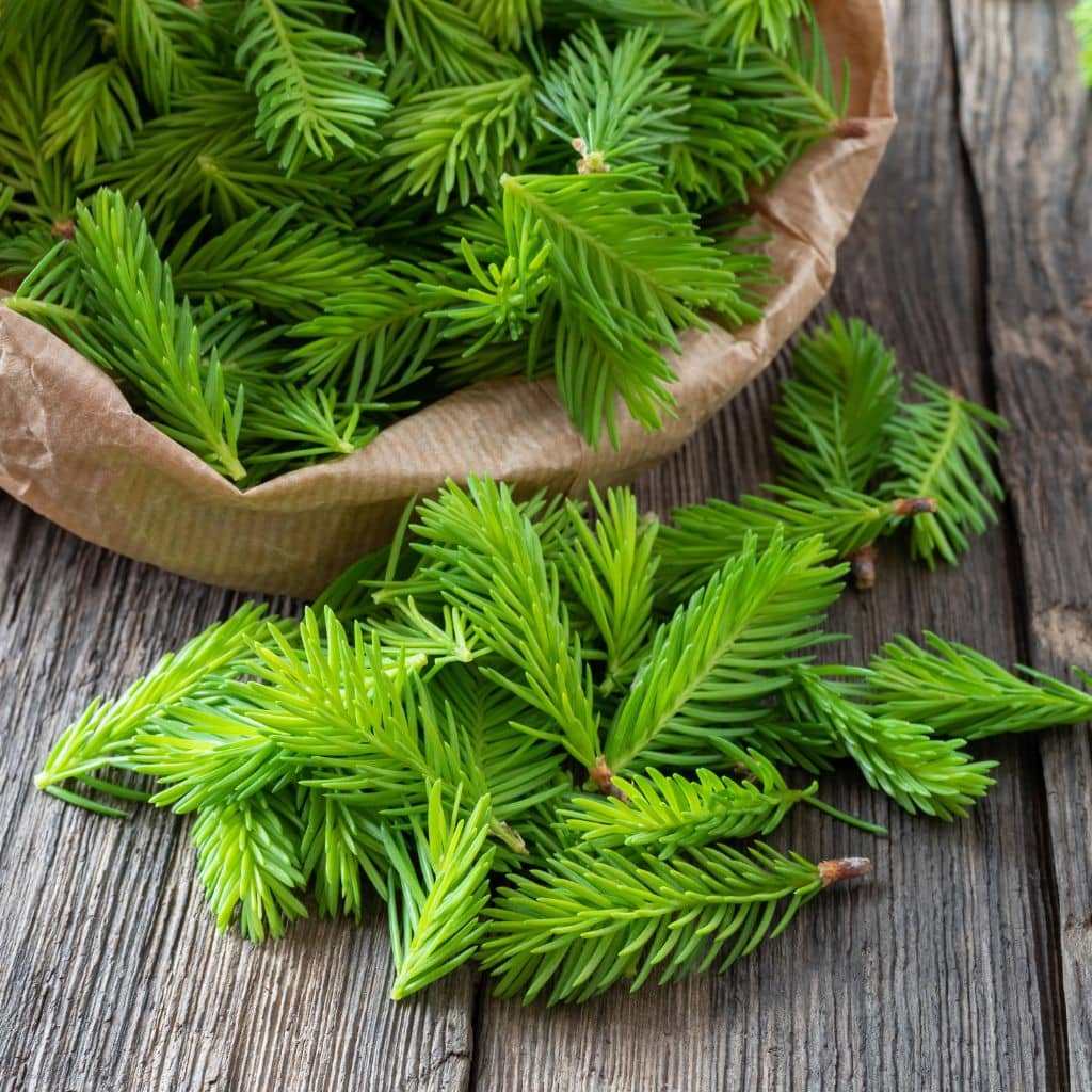 harvesting spruce tops for spruce top syrup