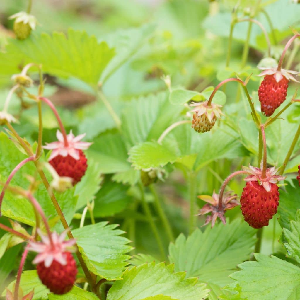 Foraging Wild Strawberries: Identification And Look-Alikes - The ...