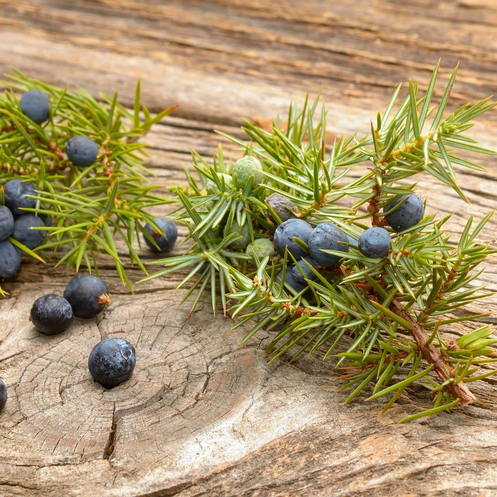 Juniper Berries Shelf Life: How Long Do They Last and Storage Tips