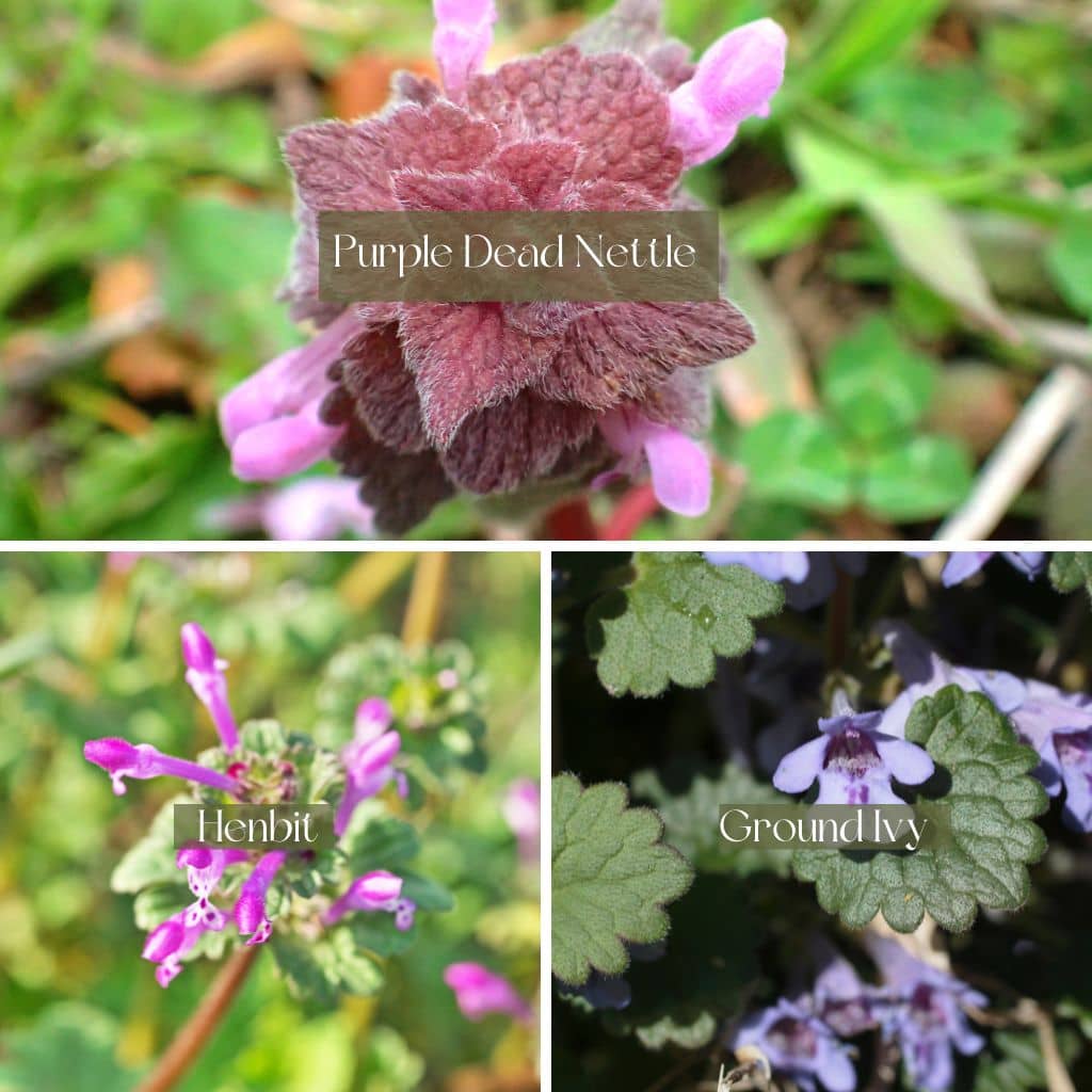 Purple Dead Nettle Look-alikes: Henbit And Ground Ivy - The Outdoor