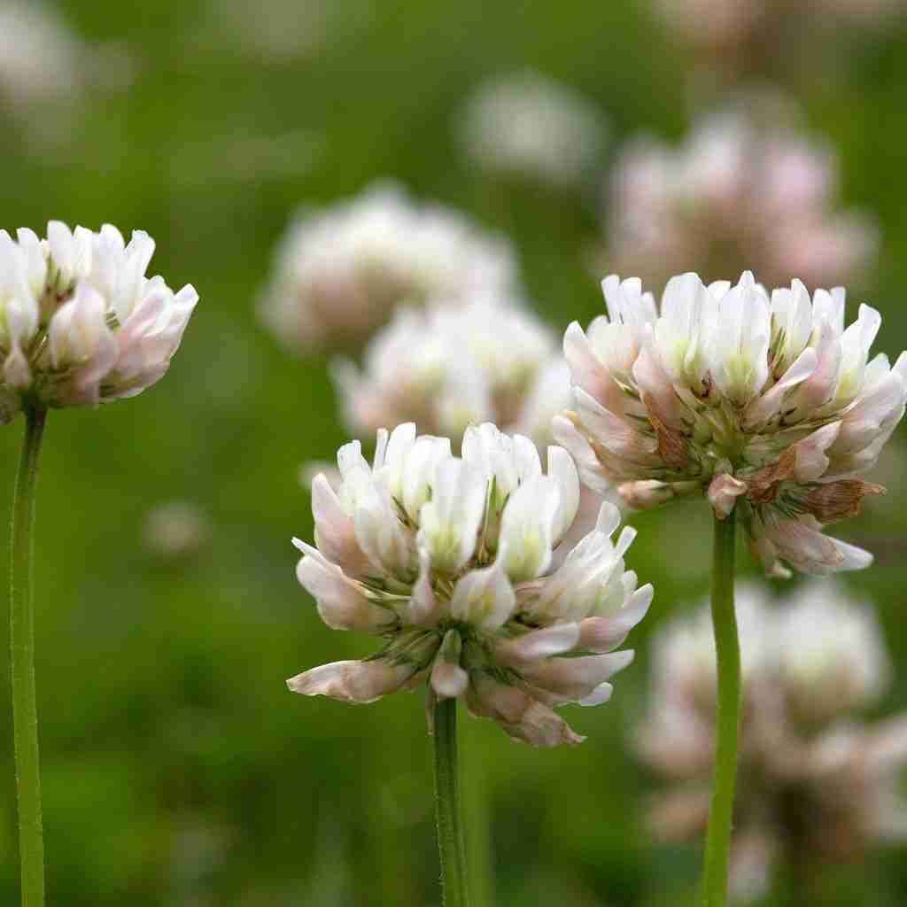 70 Wild Plants You Didn't Know You Could Eat - The Outdoor Apothecary