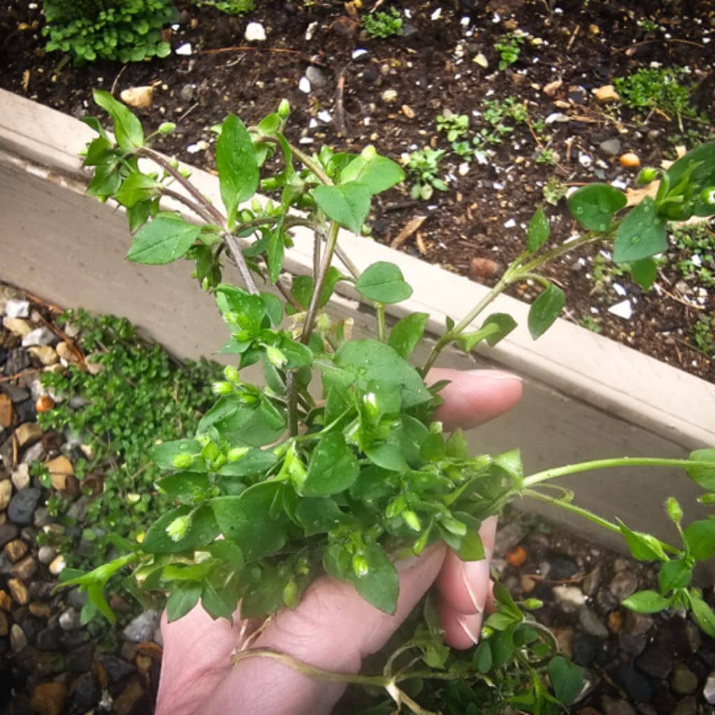 Easy Homemade Chickweed Pesto - The Outdoor Apothecary