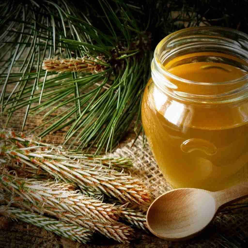 pine needle cough syrup