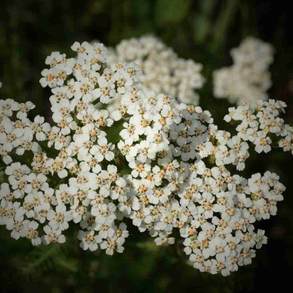 Queen Anne's Lace Flower Essence – Whispering Roots Apothecary