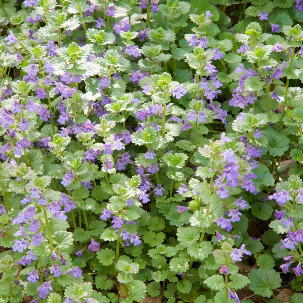 Purple Dead Nettle Look-alikes: Henbit And Ground Ivy - The Outdoor ...