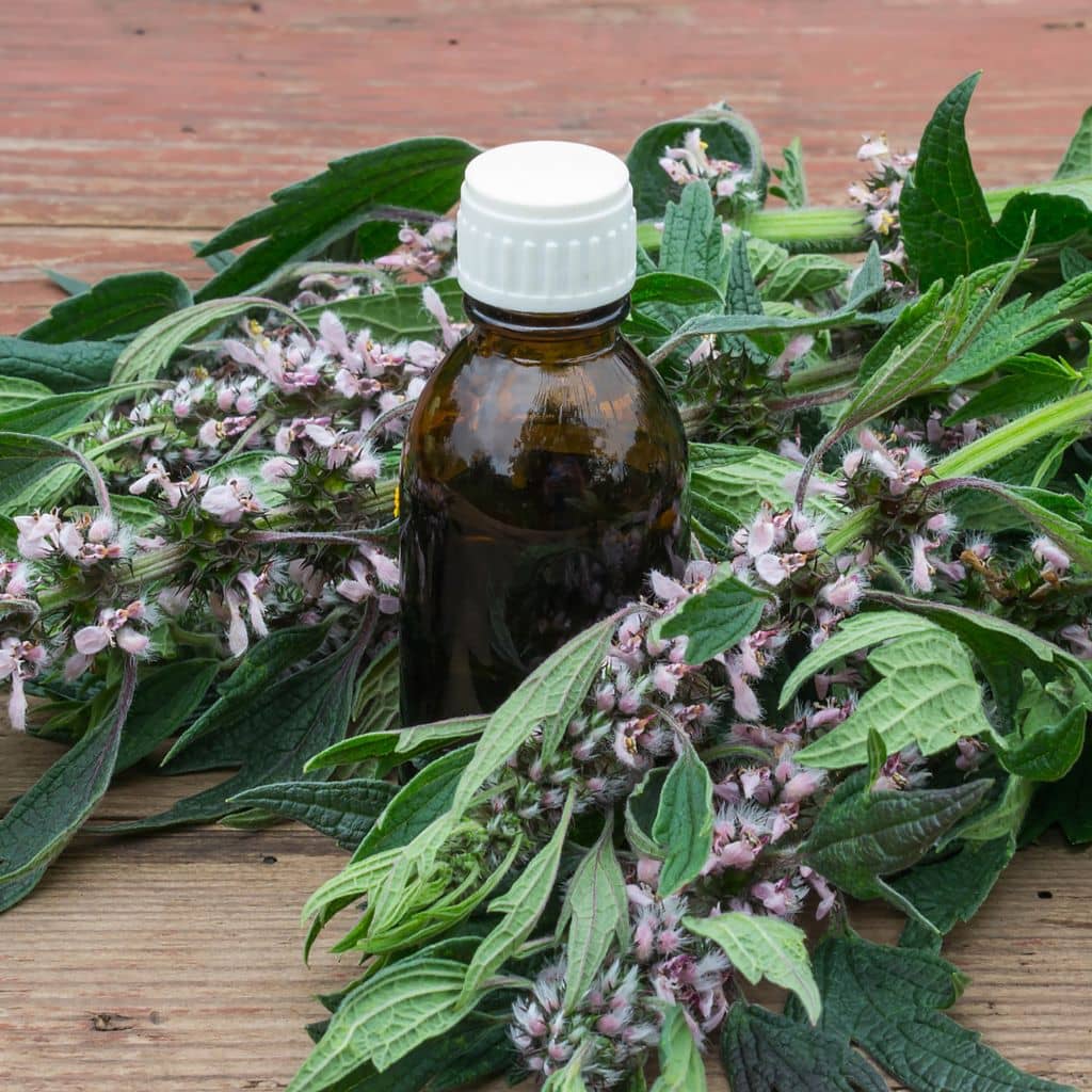 Motherwort Tincture: Benefits And Easy DIY Guide - The Outdoor Apothecary