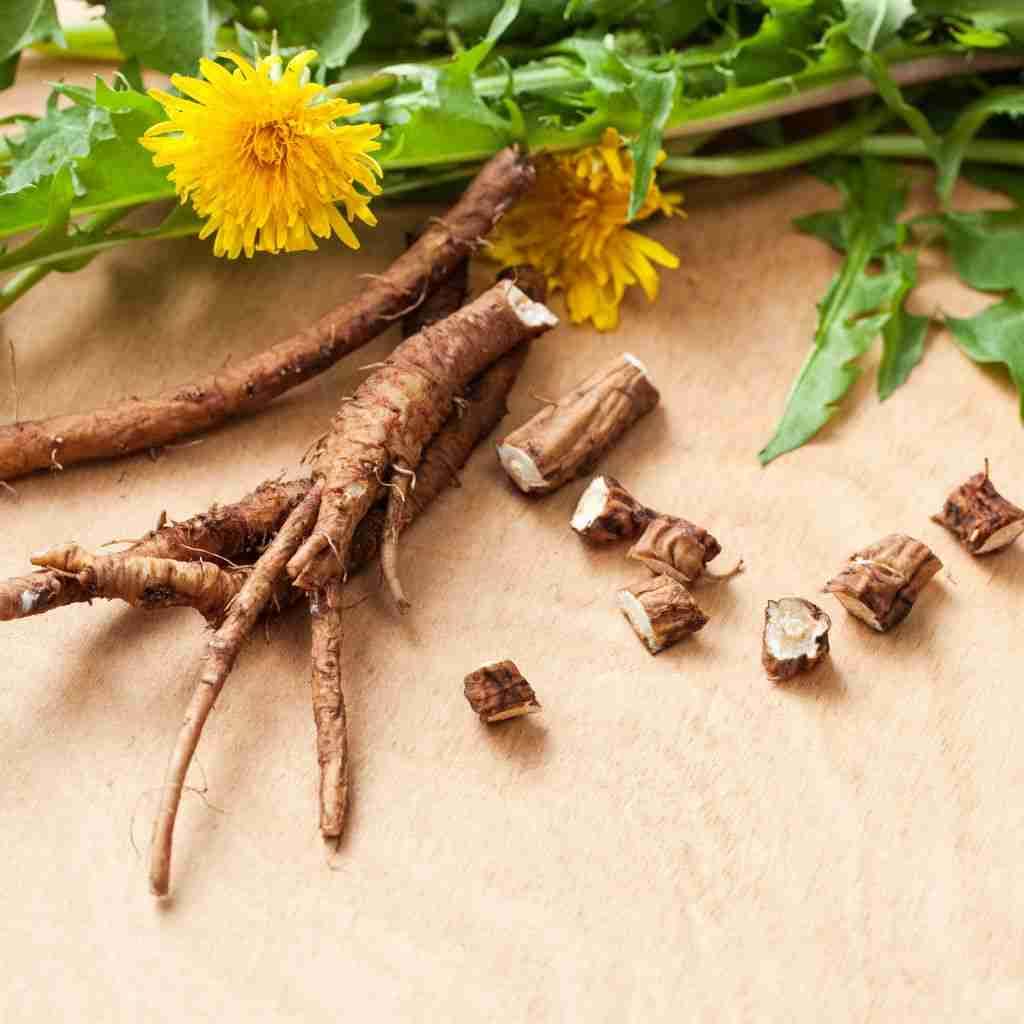 Dandelion Root Tea: A Nutritious Gift From Nature - The Outdoor Apothecary