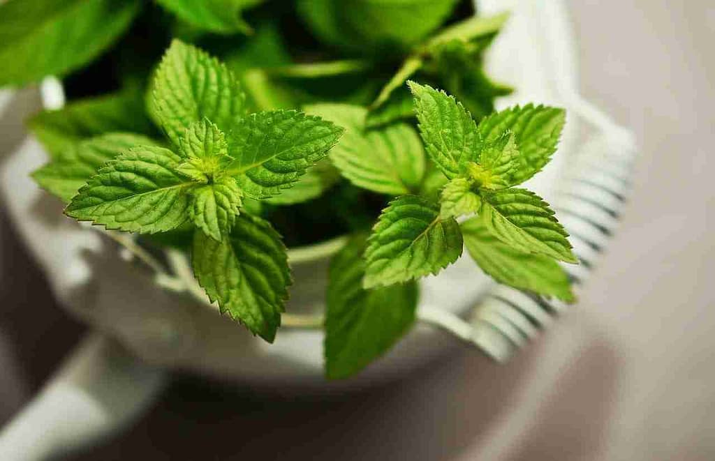 immune boosting herbs