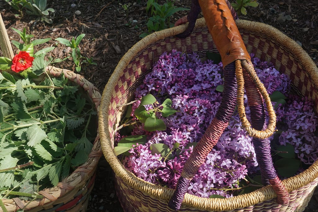 health benefits of lilacs - lilacs I foraged in a basket