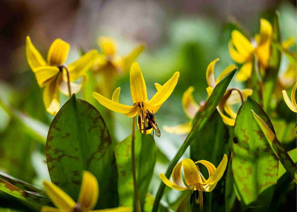 trout lily uses
