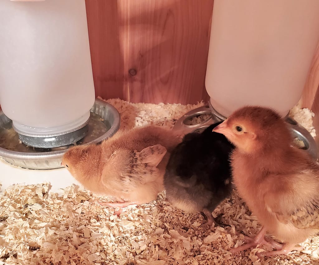 caring for baby chicks