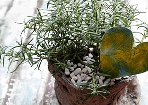 uses for rosemary herb