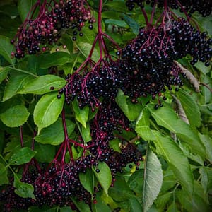 propagating elderberry