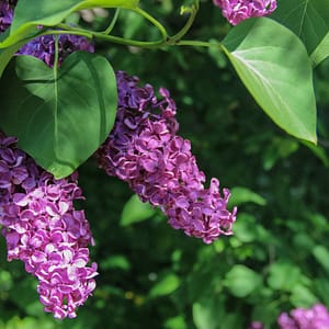 health benefits of lilacs