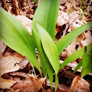 foraging for ramps