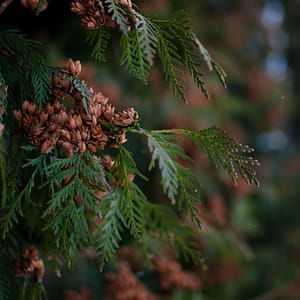 medicinal trees and their uses - red cedar