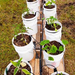 A vibrant bucket garden on a wooden platform in the backyard. Featuring white buckets filled with a variety of plants, highlighting the potential of small space gardening.