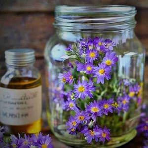 New England Aster tincture