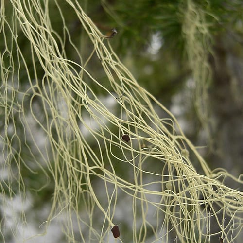 alectoria lichen