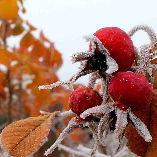 4 Easy Winter Foraging Finds (and How To Use Them) - The Outdoor Apothecary