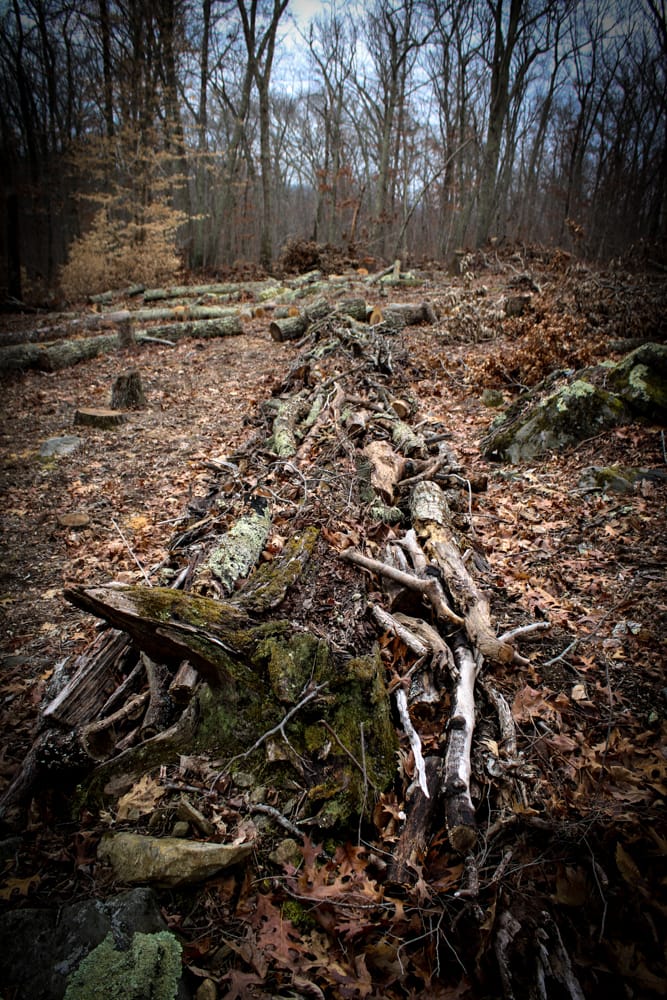Hugelkultur hill with rotting wood
