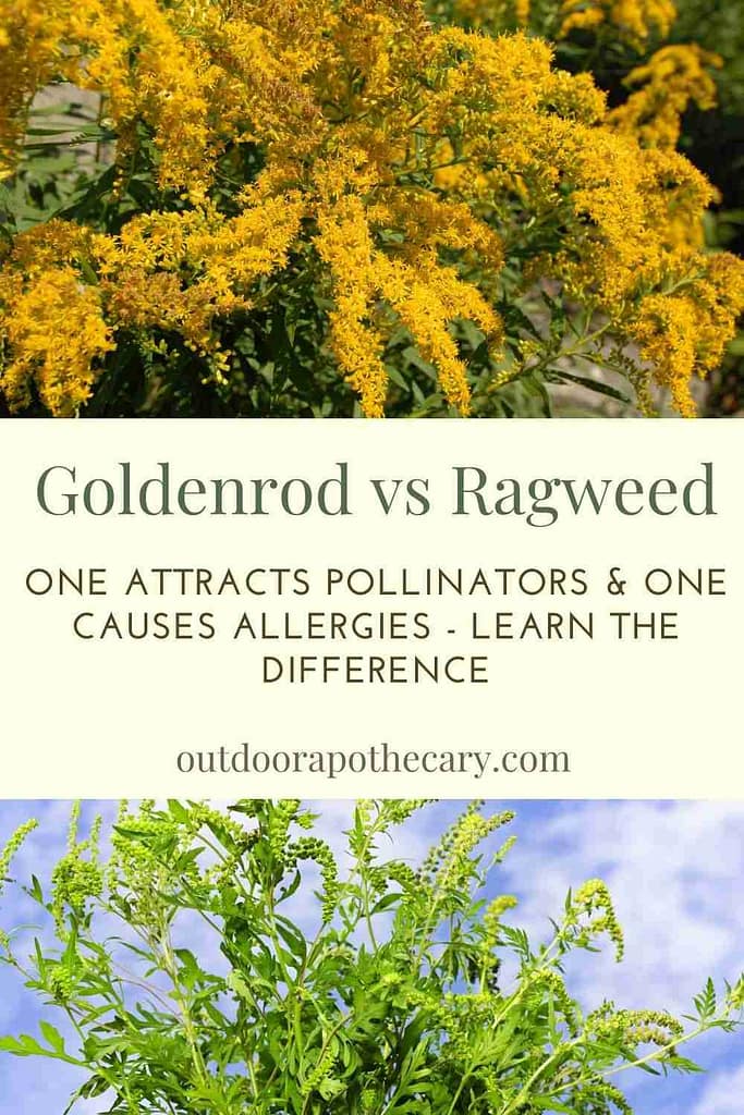 goldenrod vs ragweed