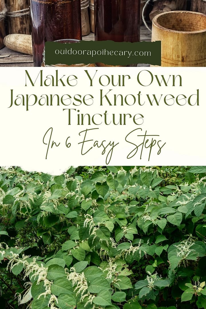 japanese knotweed tincture