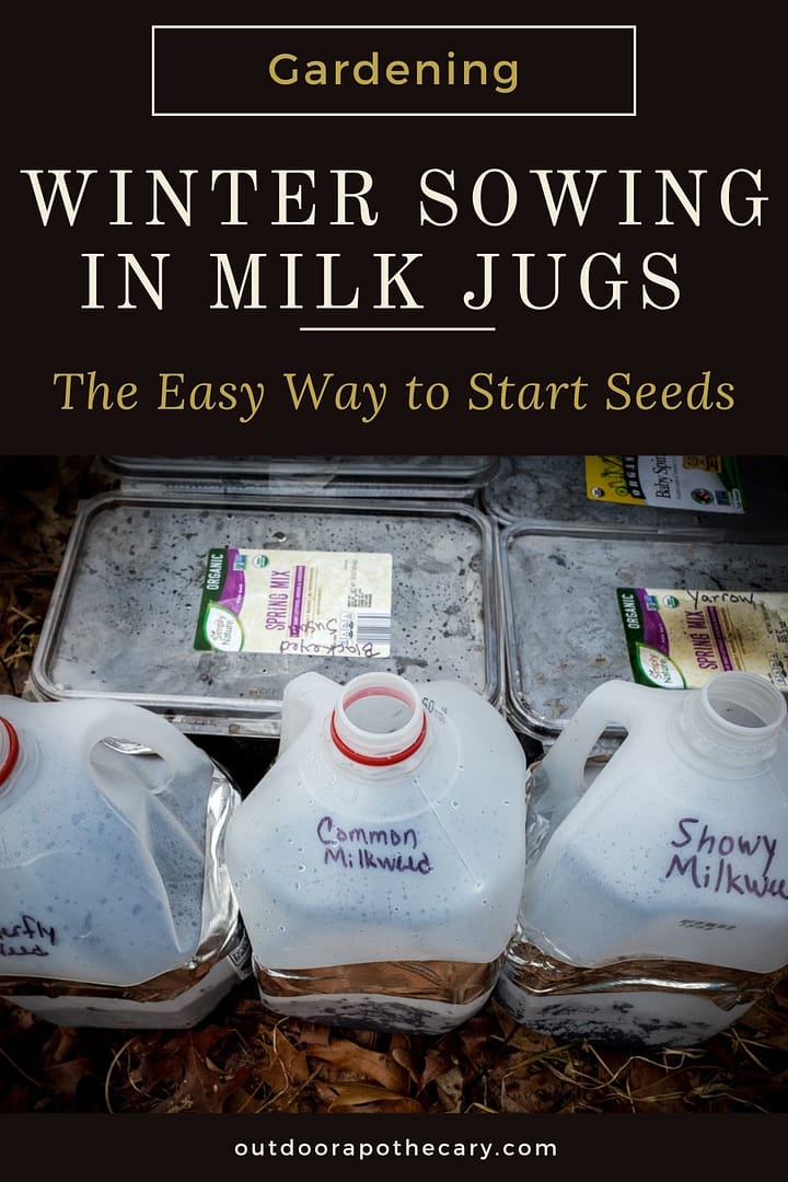 winter sowing in milk jugs