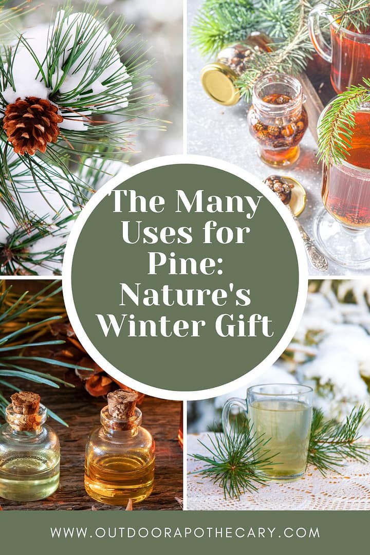 uses for pine