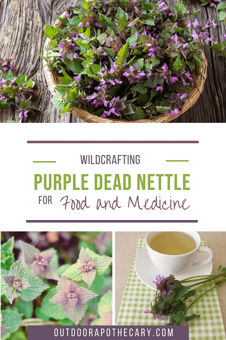 purple dead nettle