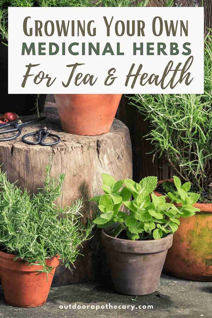 Medicinal Herbs For Tea: Tips For Growing Your Own Amazing Garden - The ...