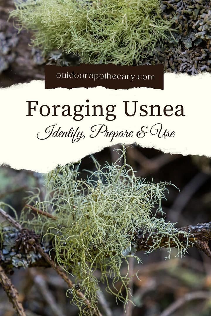 foraging usnea