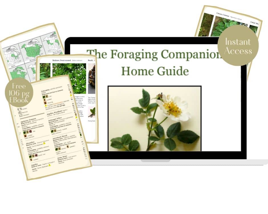 foraging companion guide