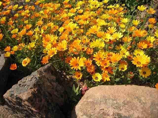 The Medicinal Uses and Health Benefits of Calendula Flower – WishGarden  Herbs